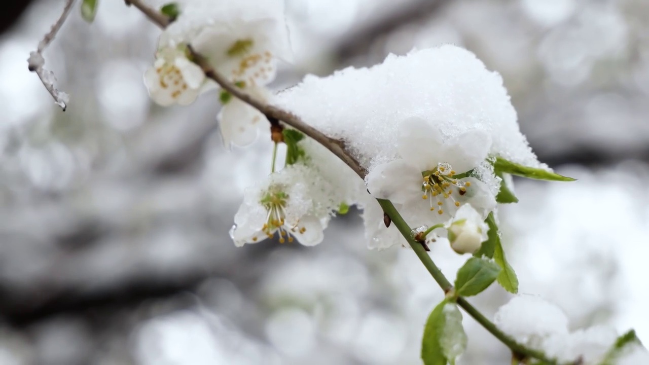 花枝盛开的杏树与雪白的春天花朵在花园里的特写视频素材