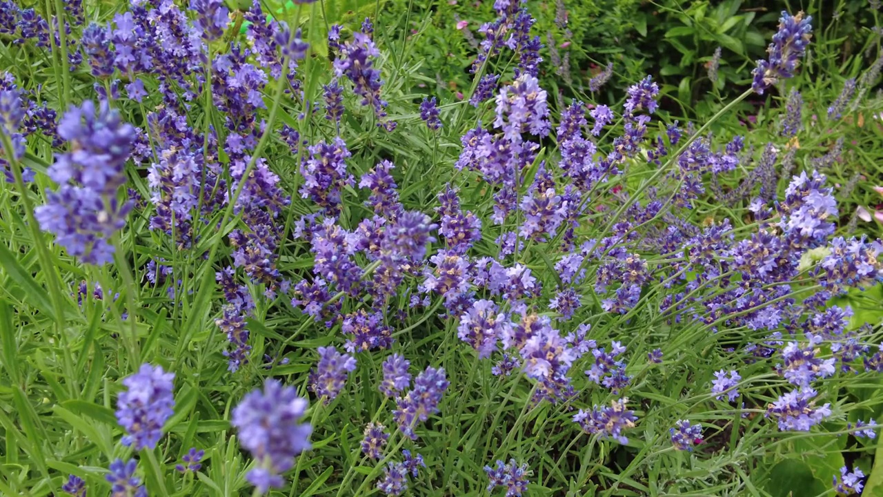 花园里有薰衣草花视频素材