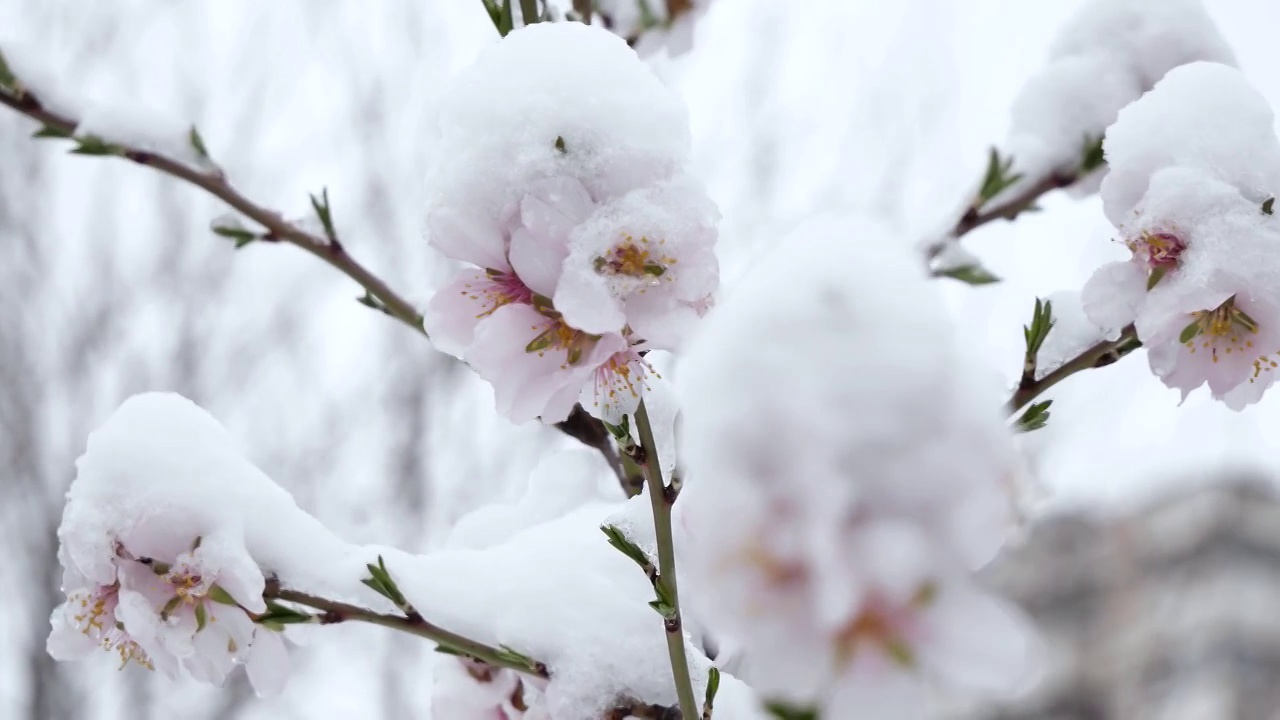 粉红色的花盛开的桃树在春天的雪。视频素材