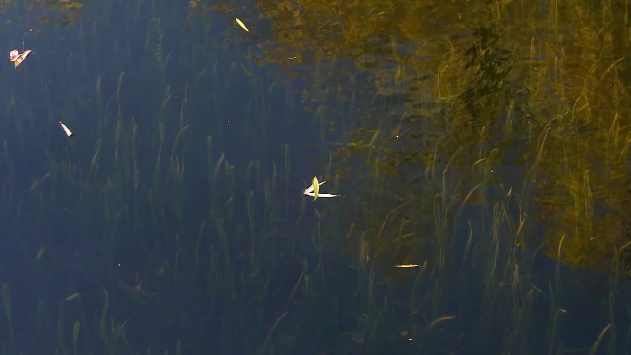 飘落的秋叶漂浮在平静的水面上，倒影着森林和清澈的湖水草，慢动作田园诗般的镜头。视频素材