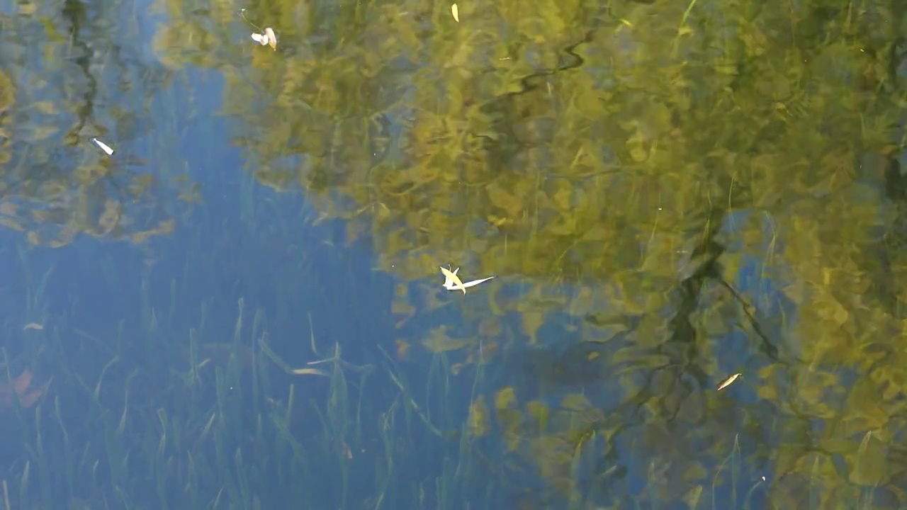 飘落的秋叶漂浮在平静的水面上，倒影着森林和清澈的湖水草，慢动作田园诗般的镜头。视频素材