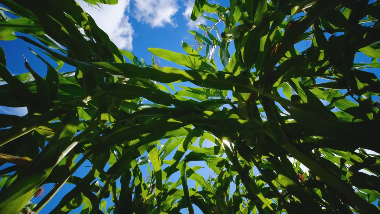 玉米种植在蓝天下视频素材