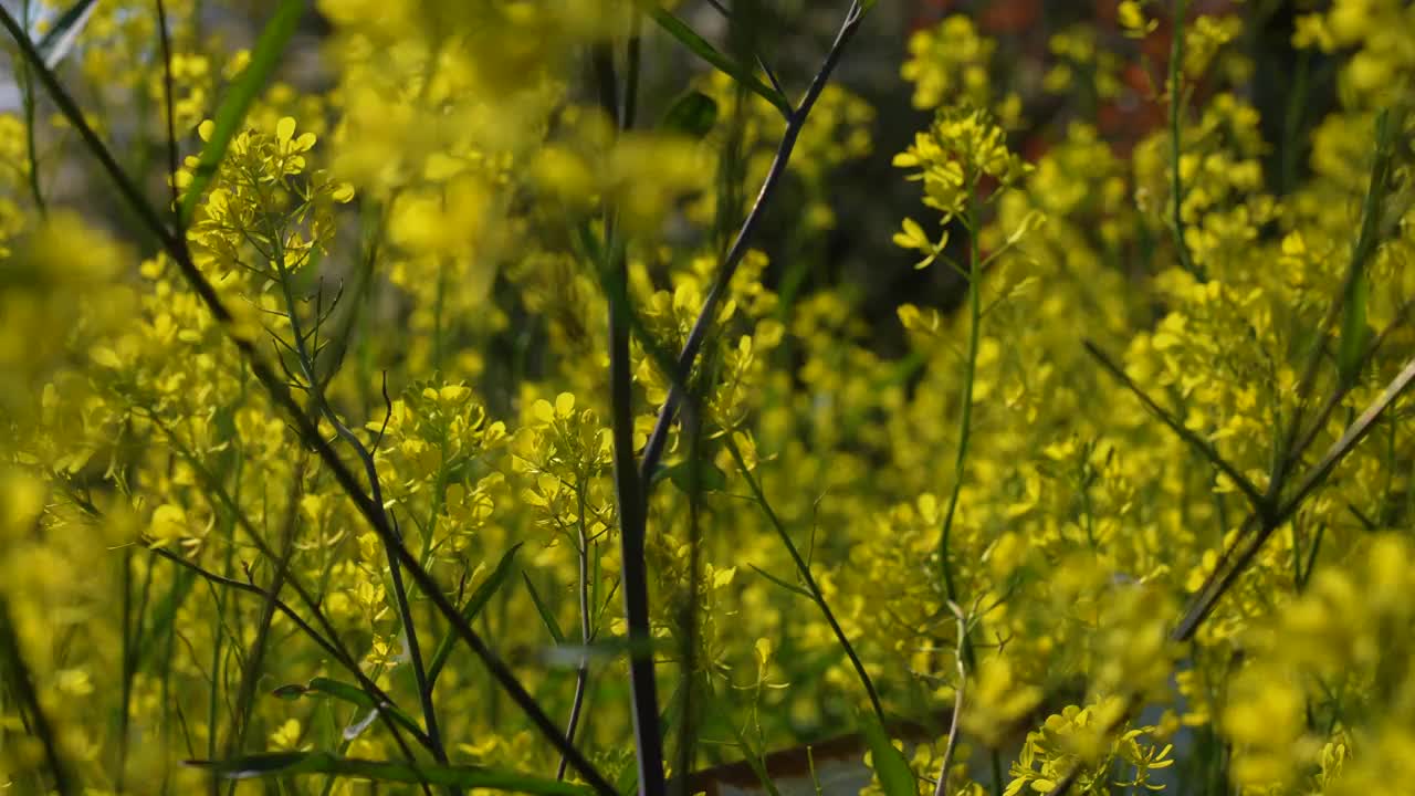 油菜籽开花的视频视频素材