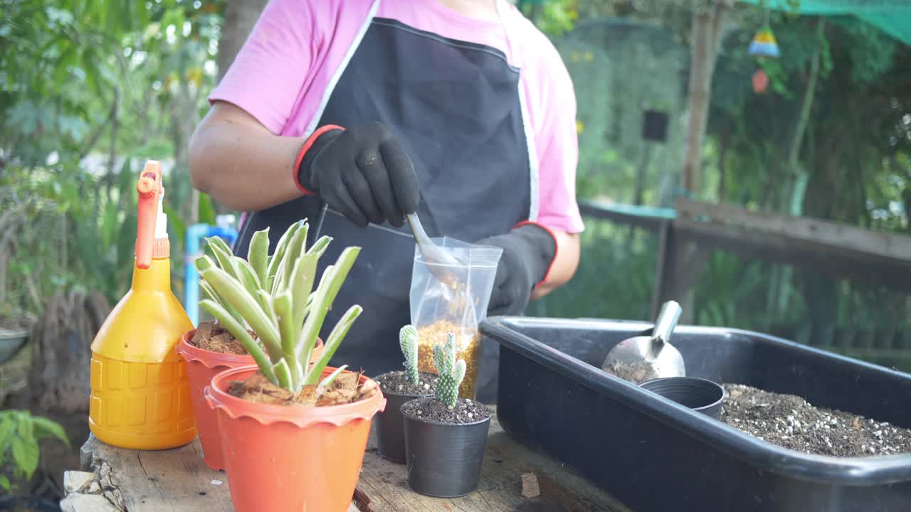 亚洲美丽的女人在她的室内花园种植植物。女人拿着盆栽仙人掌，往他身上洒水。视频素材