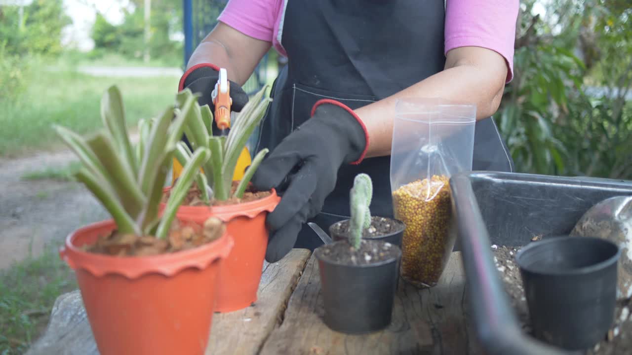 亚洲美丽的女人在她的室内花园种植植物。女人拿着盆栽仙人掌，往他身上洒水。视频素材