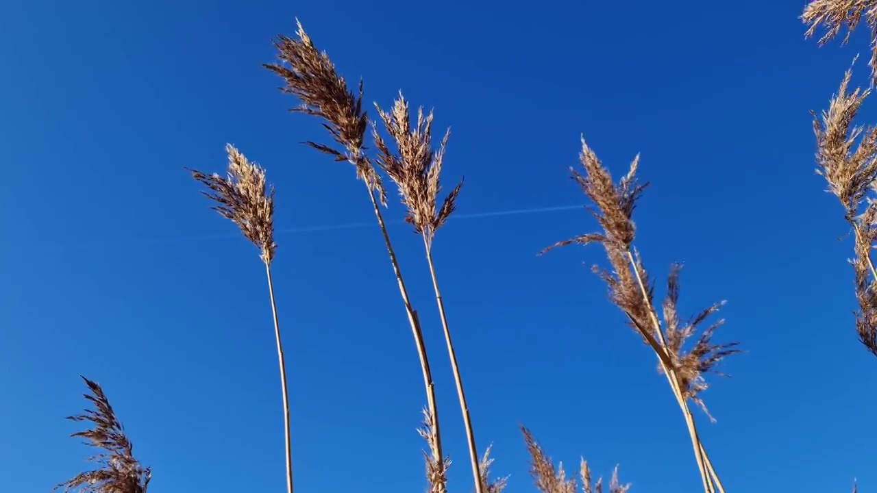 芦苇在风中缓慢移动。在湛蓝的湖面上拍摄的自然美景。视频素材