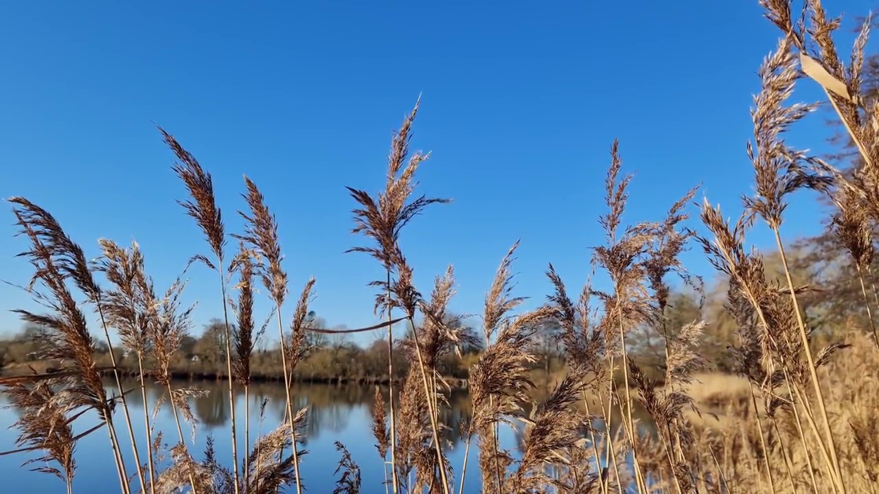 芦苇在风中缓慢移动。在湛蓝的湖面上拍摄的自然美景。视频素材