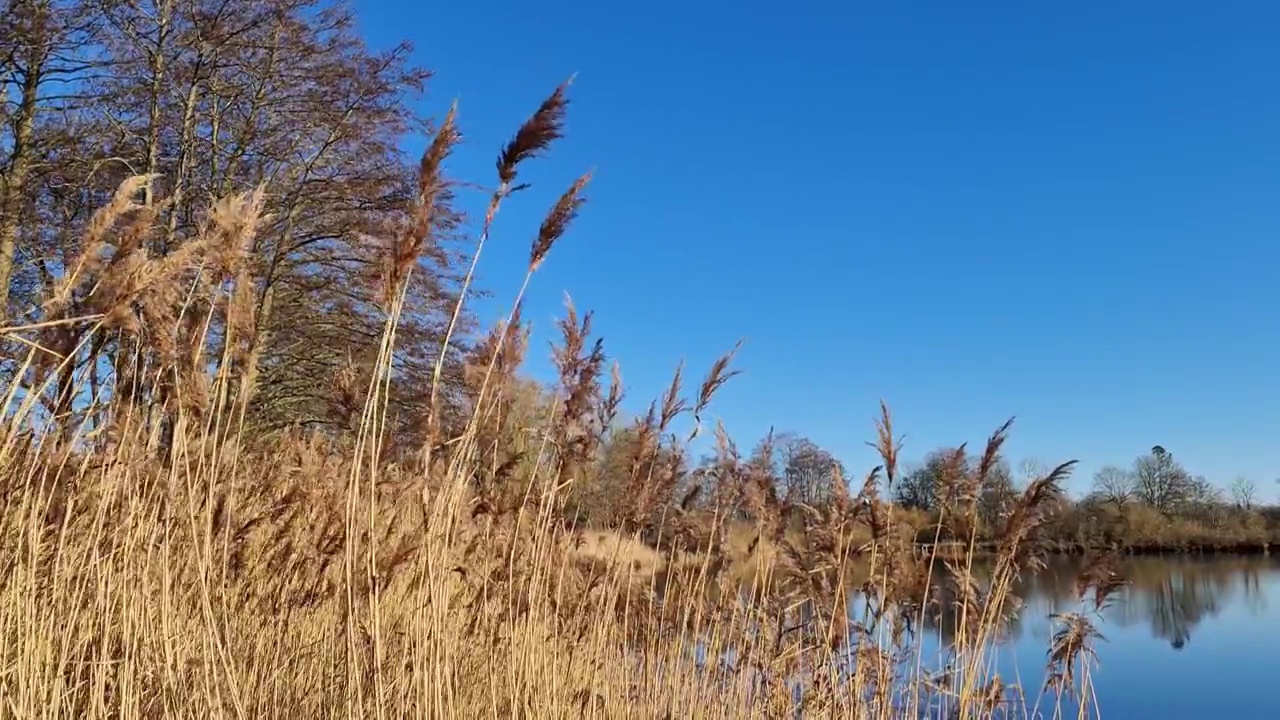 芦苇在风中缓慢移动。在湛蓝的湖面上拍摄的自然美景。视频素材