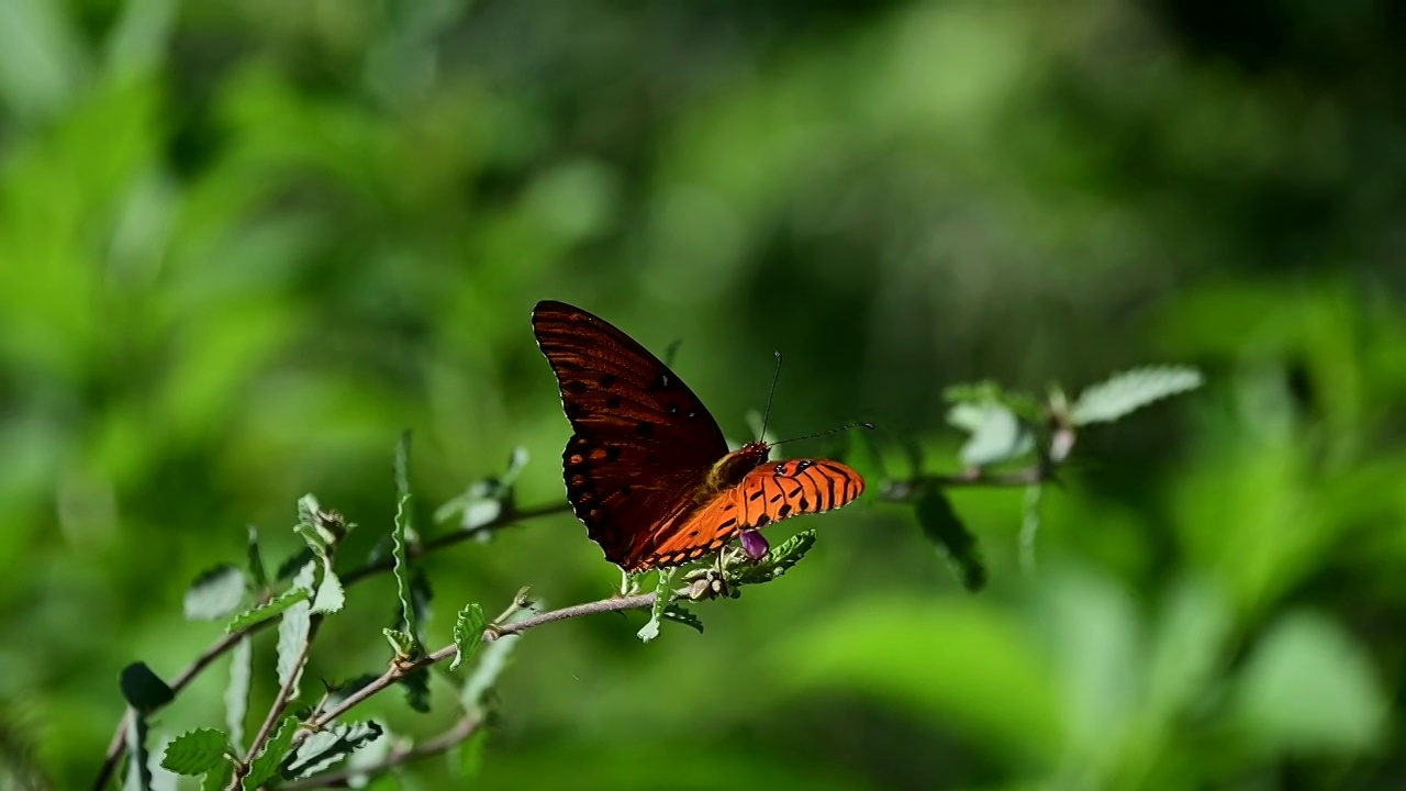 海湾Fritilary蝴蝶视频素材