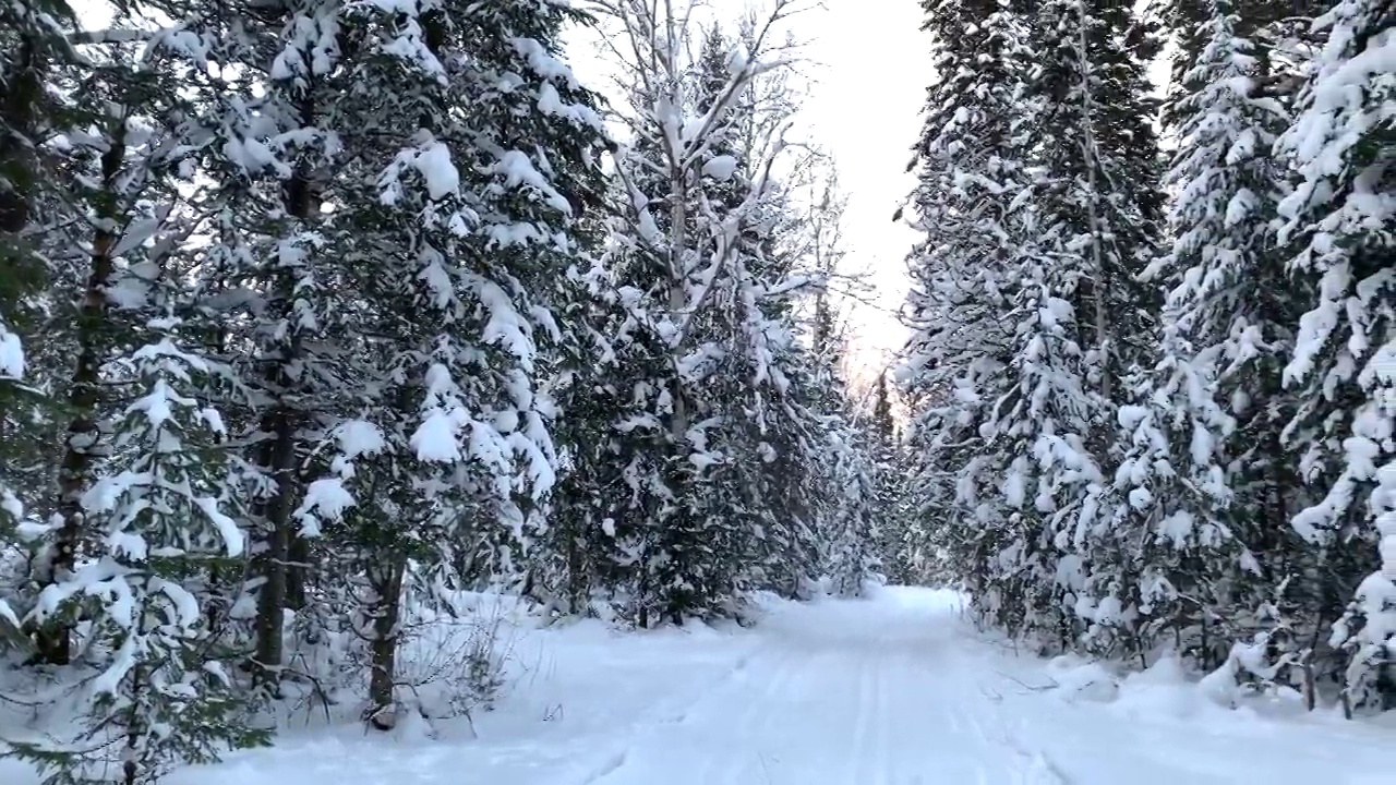 穿过冬季森林。美丽的冬天的风景。视频素材