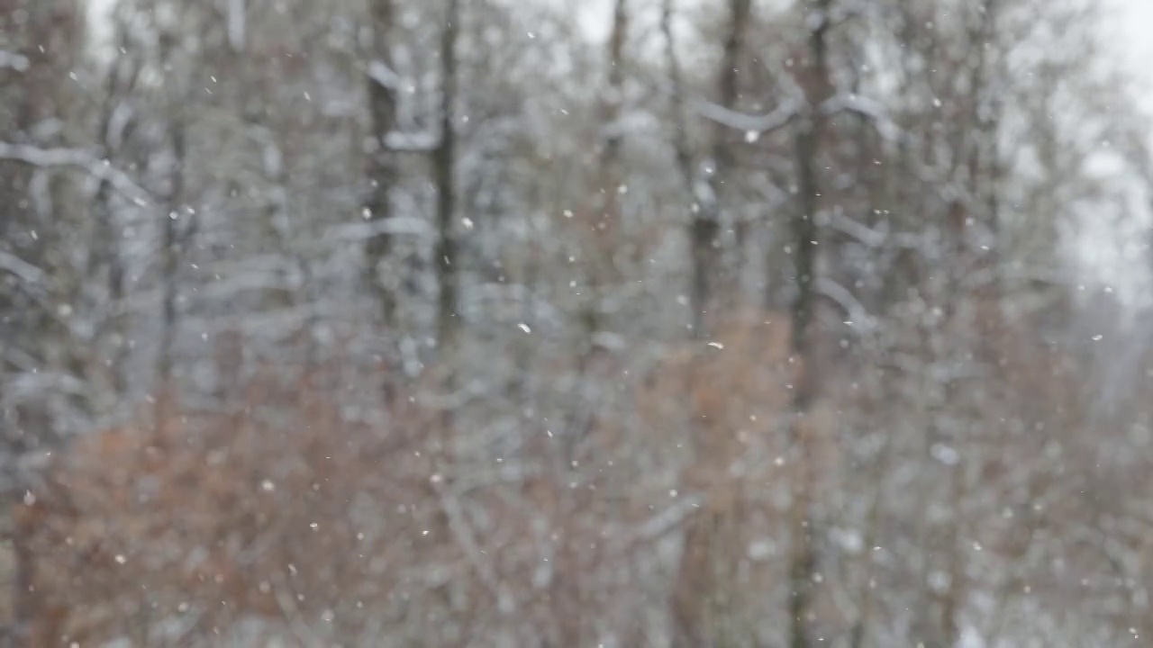 在阴天在模糊的冬季森林背景上的降雪视频素材