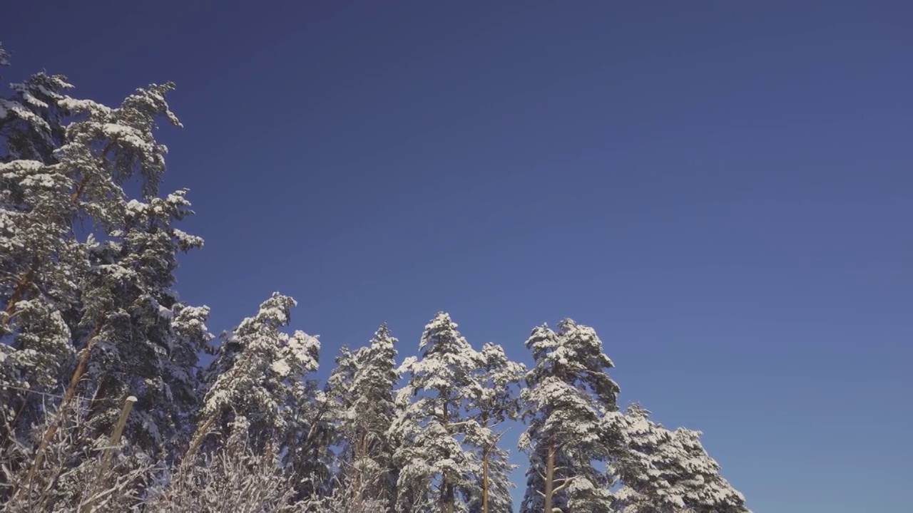 在蓝天的衬托下，树枝上挂着雪花的松树视频素材