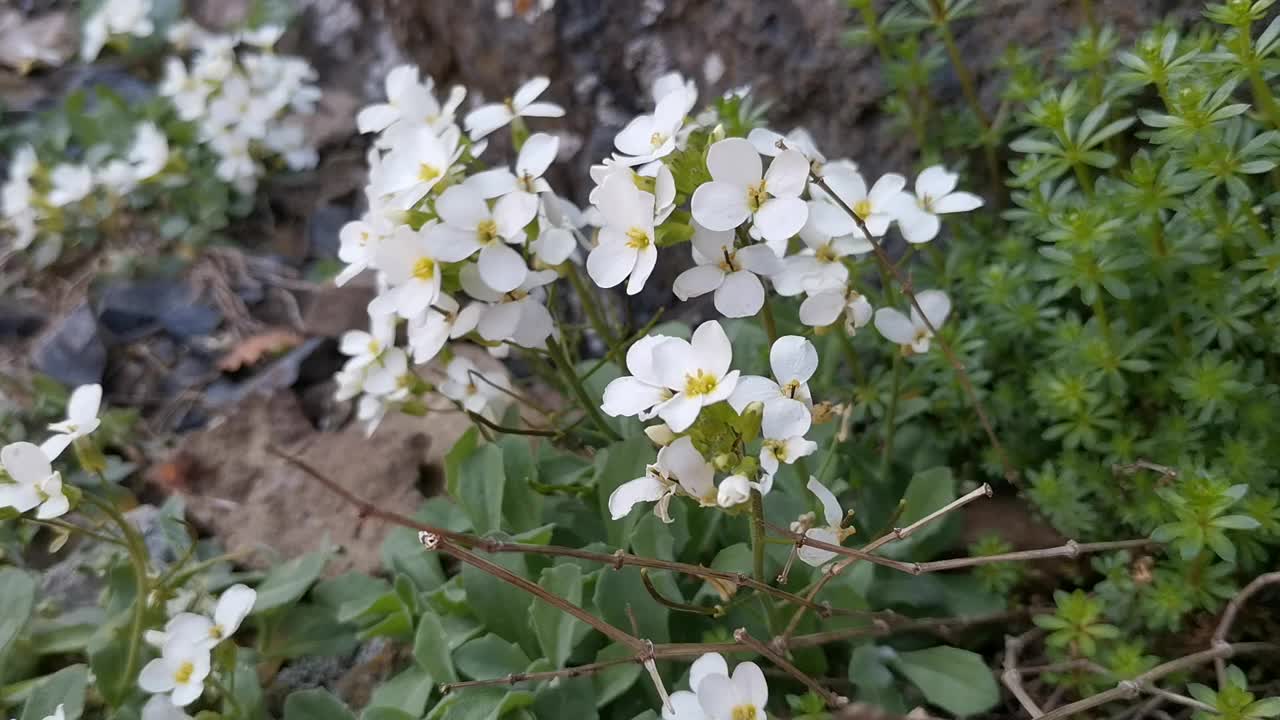 花。春天的季节。冬天过后，白花初开。温柔。大自然。视频下载