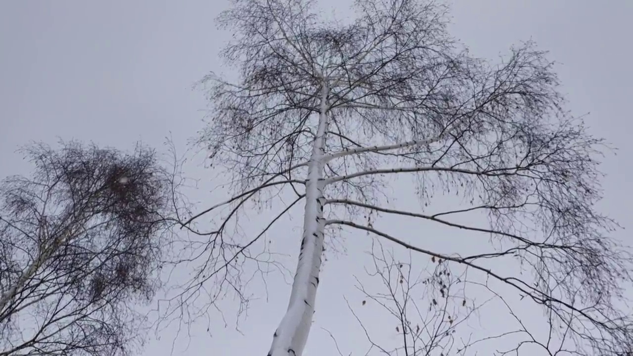 35 .无叶的桦树，树干被暴风雪覆盖，在寒风中移动视频素材