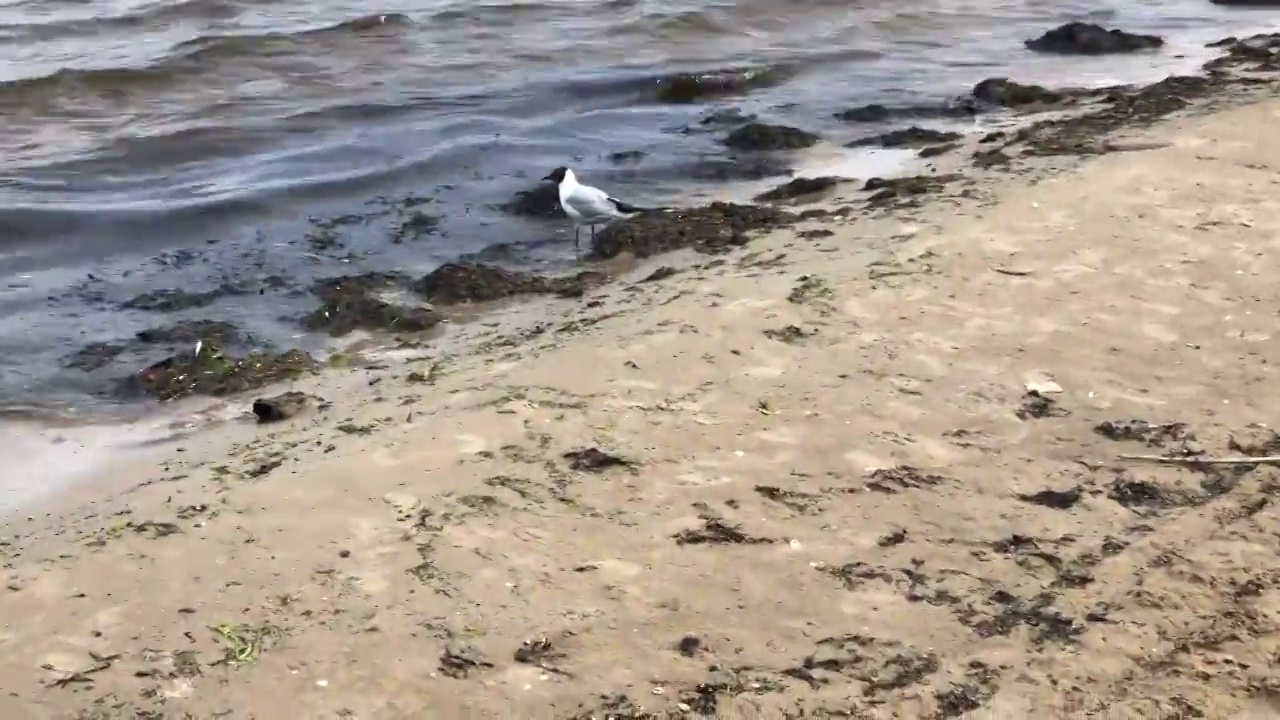 海边的海鸥视频素材