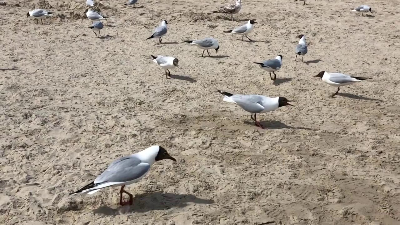 沙滩上一群海鸥的慢镜头视频素材