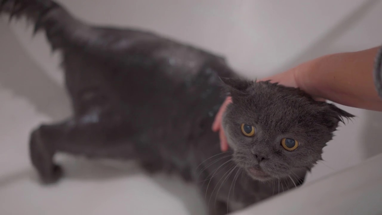 一名女子在家用浴室用淋浴器给宠物猫手洗视频素材