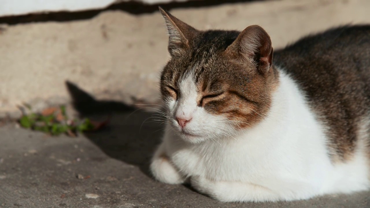 可爱的母猫闭着眼睛躺在街上的镜头视频素材