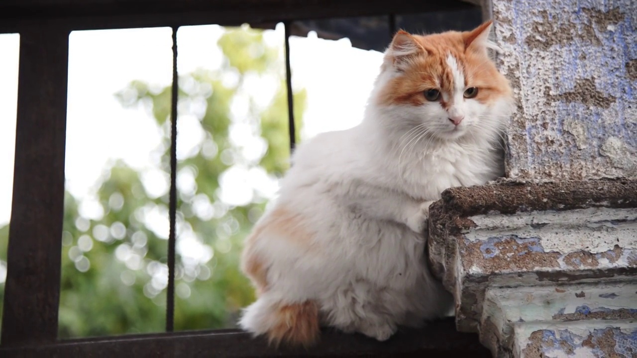 黄色和白色的毛猫在墙上好奇地四处张望。视频素材