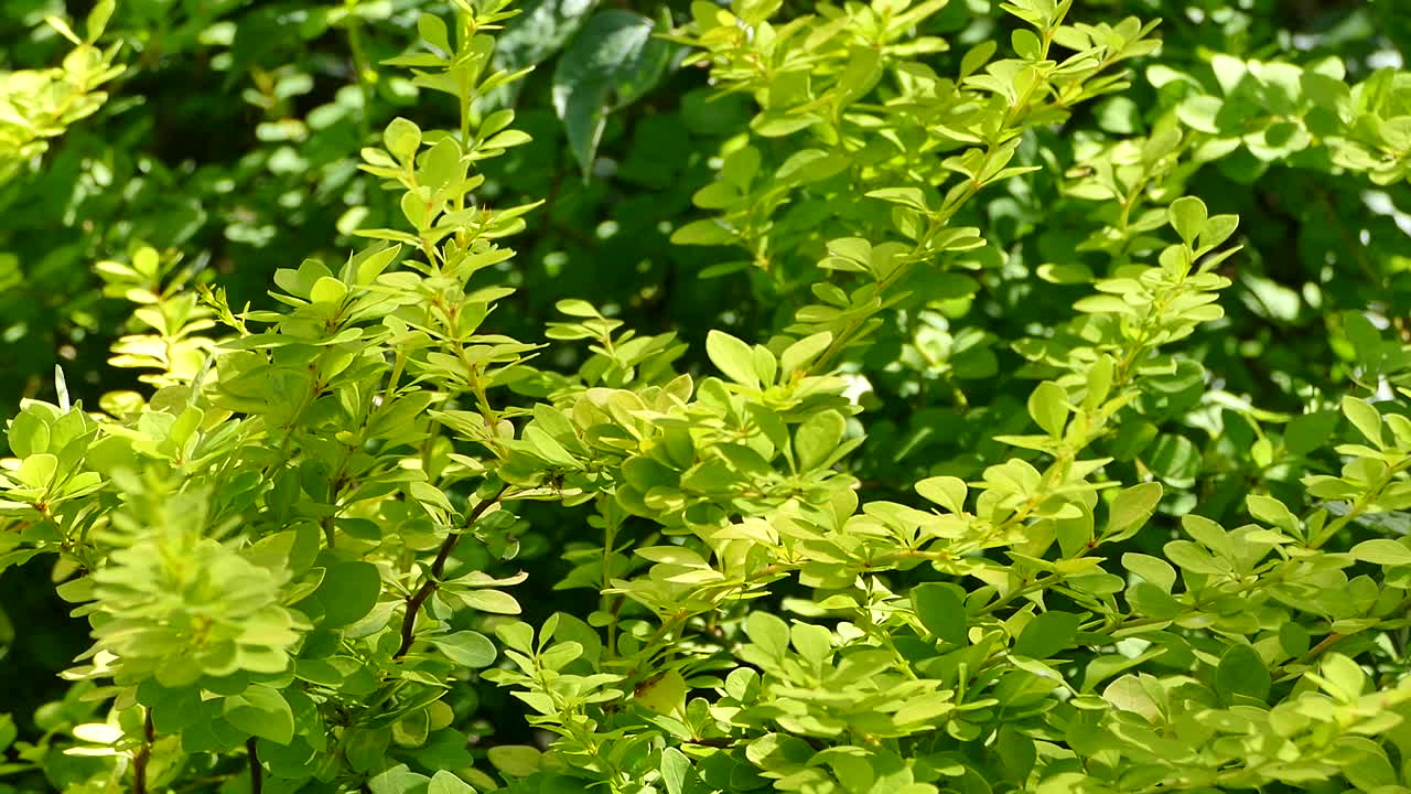 花园里的日本小檗灌木-小檗属乌龙蒿灌木，库存素材视频素材