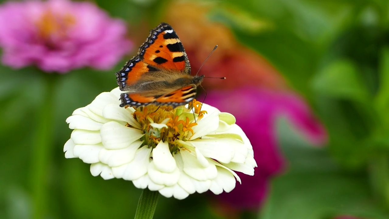 蝴蝶上花园花-小龟甲(Aglais urticae)上白色百日草优雅视频下载