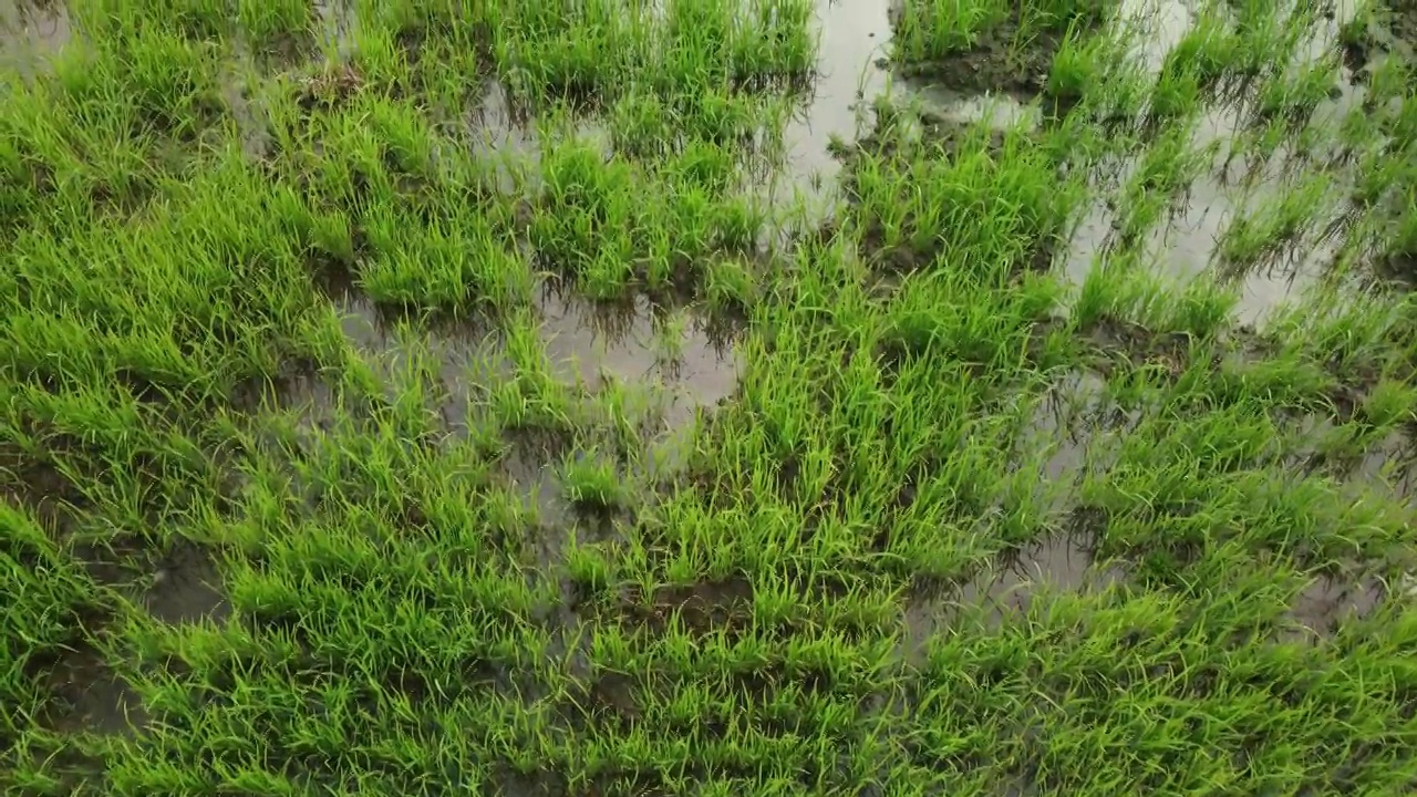 种植水稻作物前景视频下载