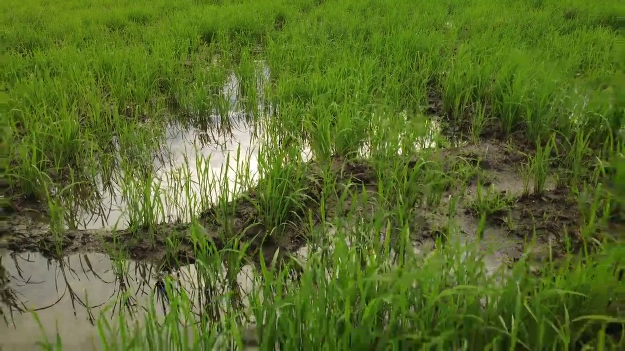 种植水稻作物视频下载