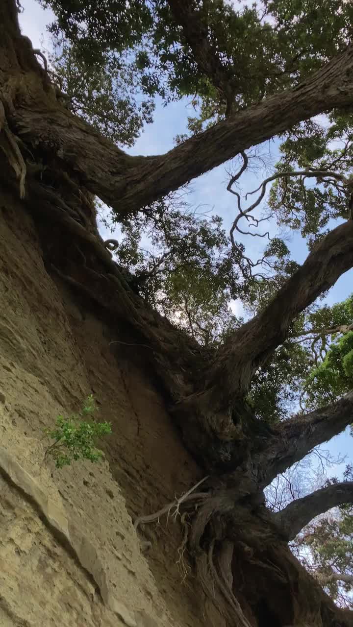 新西兰奥克兰的海滩景色视频素材