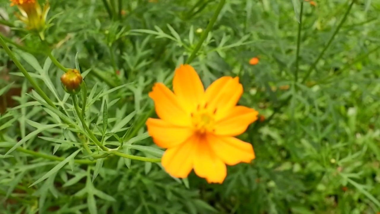 黄色的花，绿叶背景视频素材