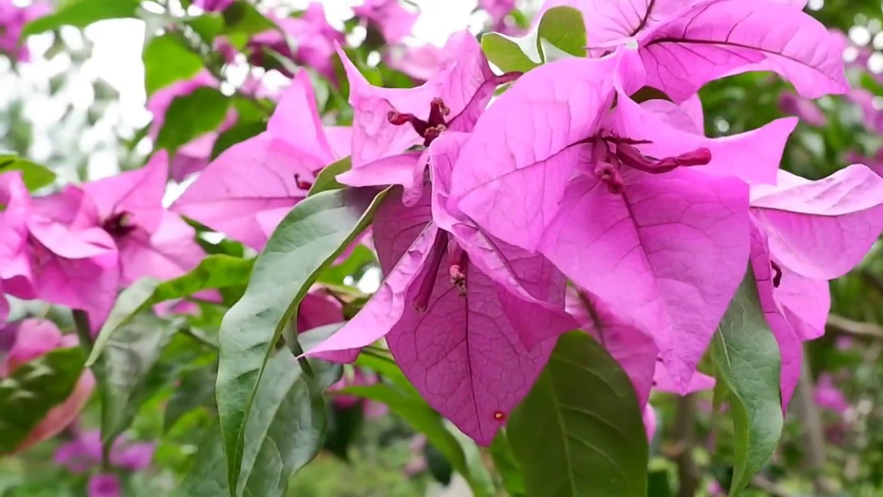 九重葛花，绿叶背景视频素材