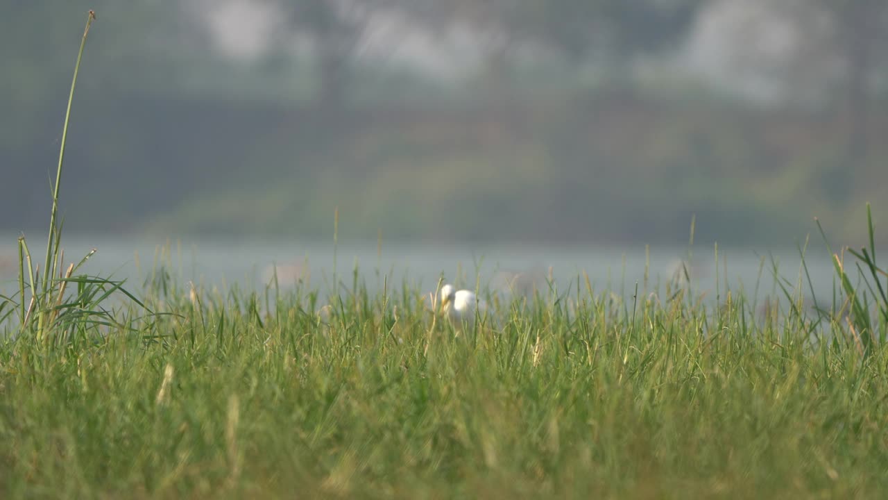 印度古吉拉特邦，在托尔野生动物保护区的湿地上，牛白鹭捕食昆虫视频素材