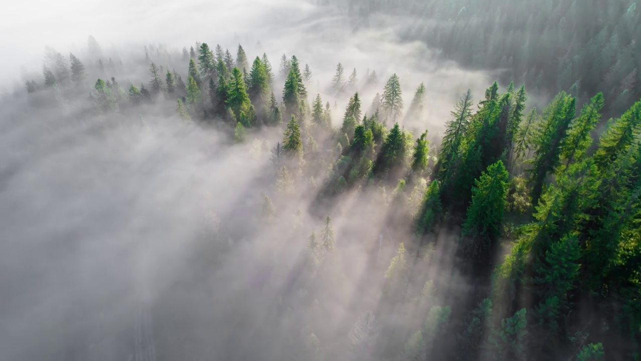 阳光穿过松树。晴朗的雾蒙蒙的早晨，在森林和山区。神奇的森林景观。视频素材