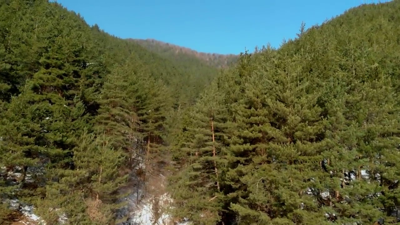 飞越针叶林，这片针叶林覆盖着高山的陡坡，山上有一片片的雪视频素材