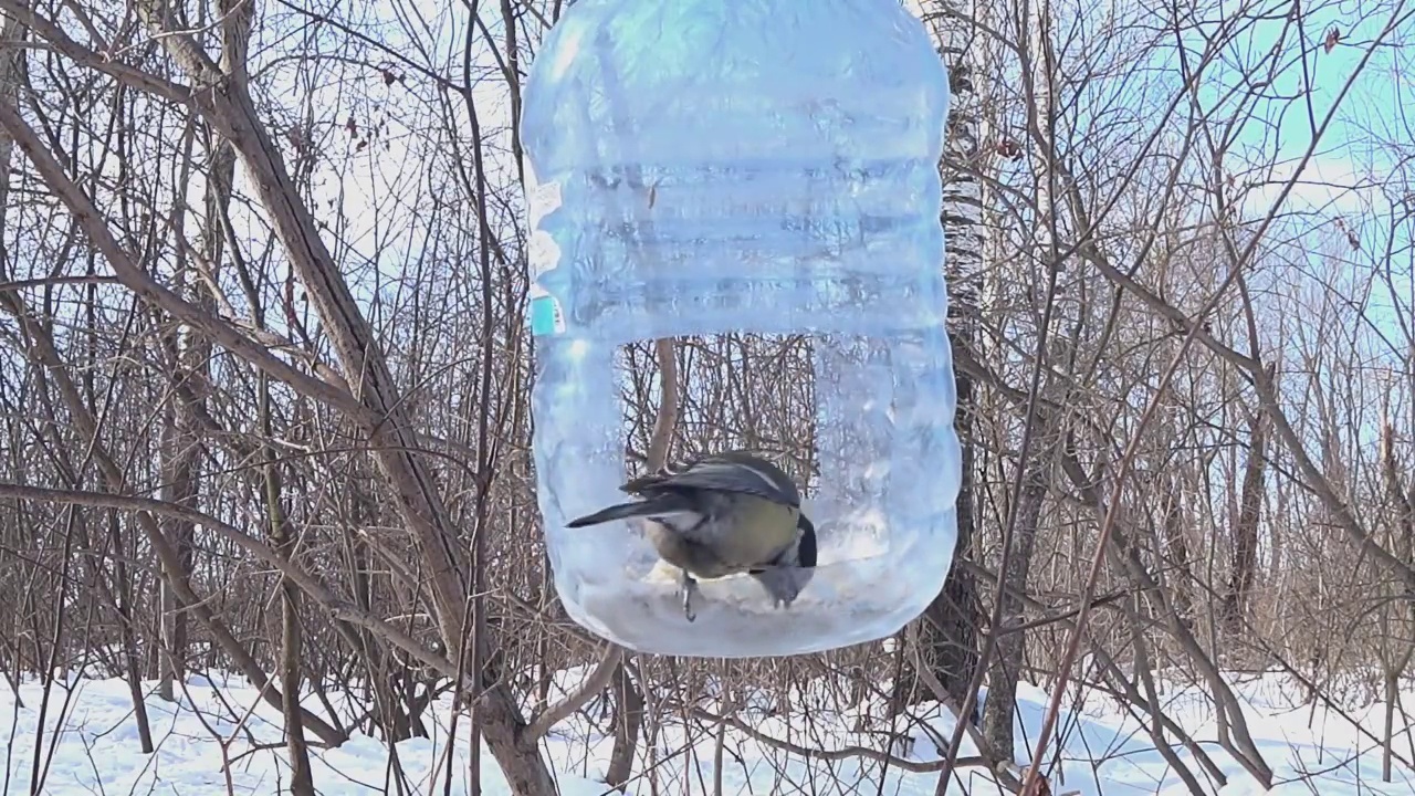 喂食器里的大山雀视频素材