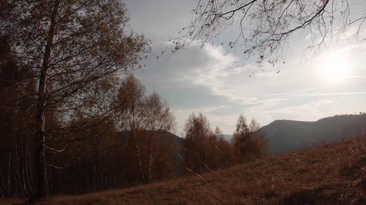 秋景，铁锈白桦林，秋日伴强风805视频素材