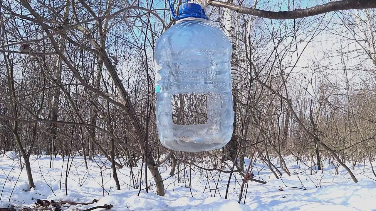 喂食器里的大山雀视频素材