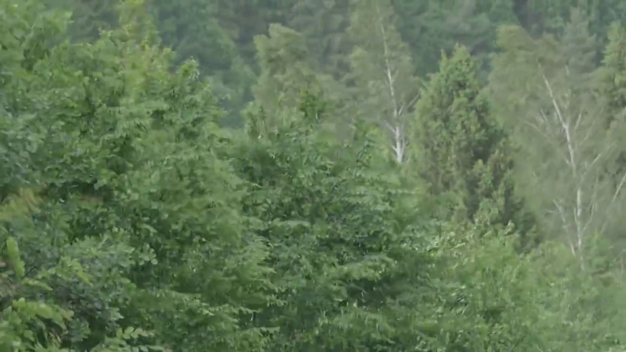 10 .森林的混乱在暴风雨降临在绿色的山上视频素材