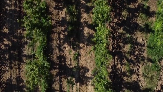 俯瞰梨园种植园，一排排视频素材