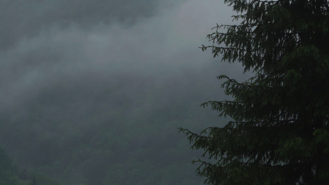 在一场倾盆大雨后的黄昏，雾滴在密集的冷杉林的山峰上视频素材