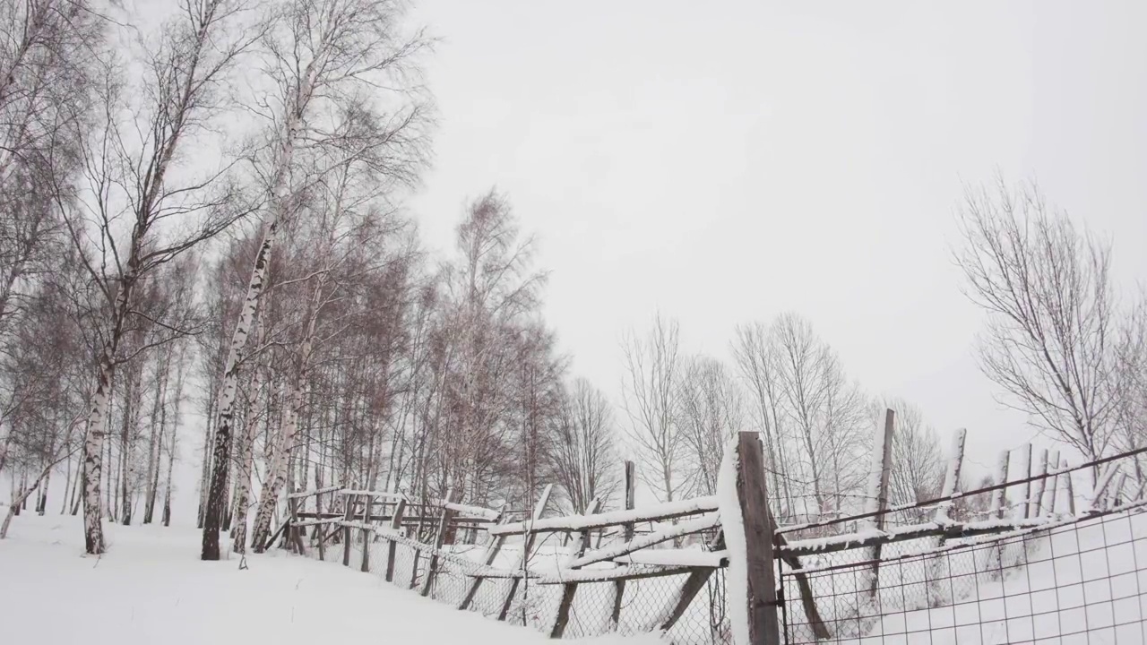 积雪覆盖的栅栏和白桦树的冬季景观37视频素材