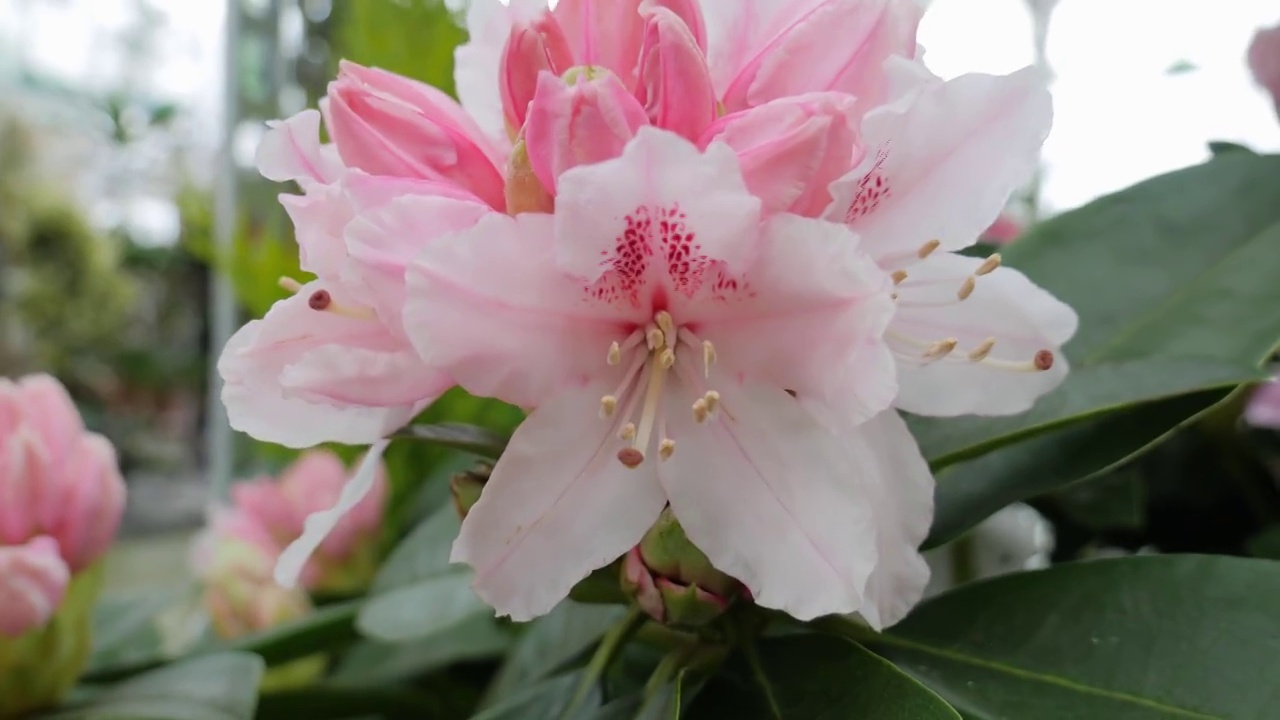 美丽的大花。鲜花盛开。粉红色的音调。粉红色花的背景。特写镜头视频素材