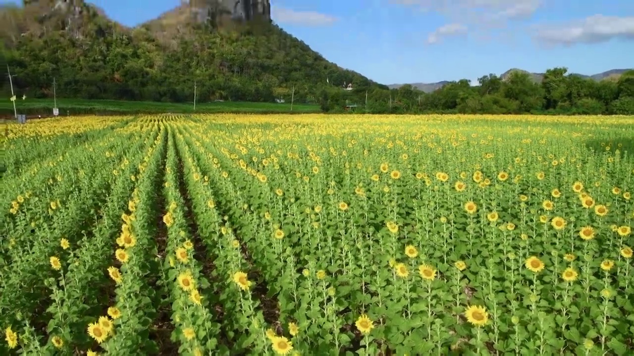 美丽的向日葵盛开在泰国罗布泊省向日葵田里。有机农场和农产品概念视频素材