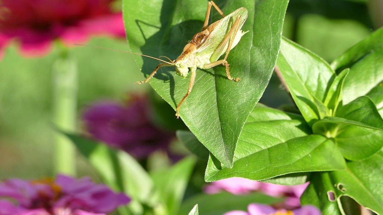 大绿灌木蟋蟀(Tettigonia viridissima)，蚱蜢爬上百日草的叶子，视频片段视频素材