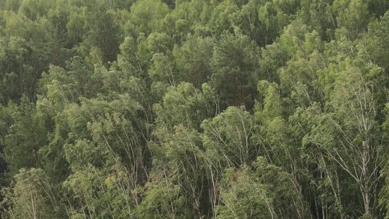 雨与风在桦树林中视频素材