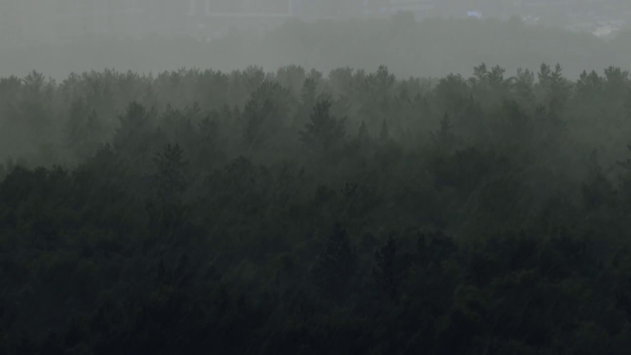 夏天的桦树林中有倾盆大雨视频素材