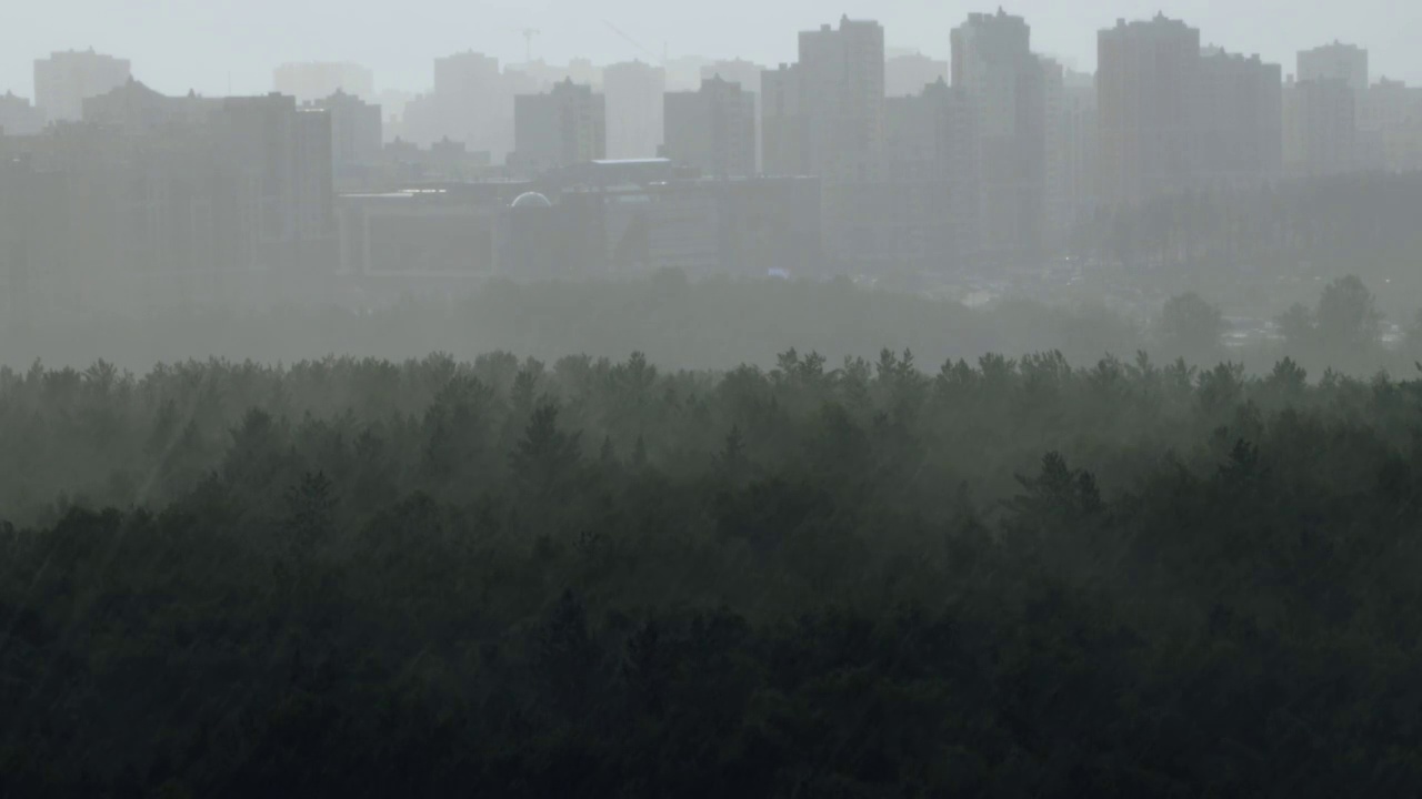 夏天的桦树林中有倾盆大雨视频素材