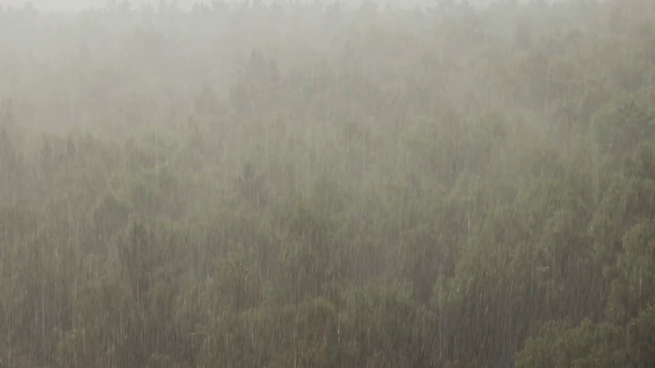 夏天的桦树林中有倾盆大雨视频素材