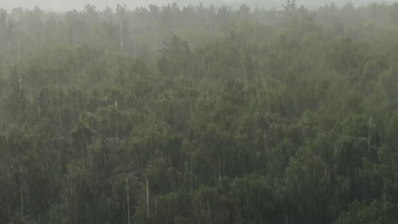 夏天的桦树林中有倾盆大雨视频素材