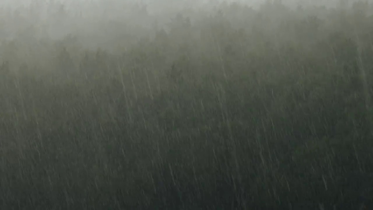 夏天的桦树林中有倾盆大雨视频素材