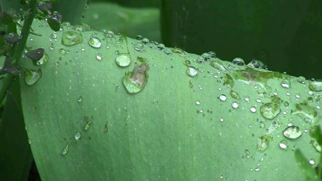 一场大雨过后，春雨滴在树叶上是美丽的，清晰得像一声哨子视频素材